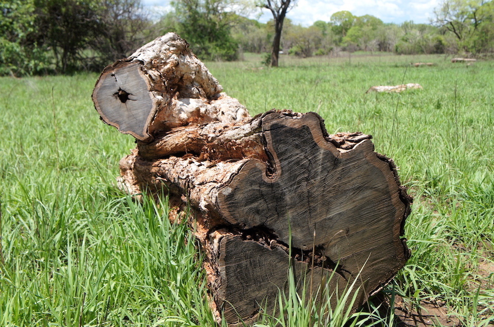 African blackwood is dense enough to sink in water. The photo shows a hard, black cross-section of a cut log. Beyond musical instruments, the wood has few applications, which poses problems for its use as a resource.