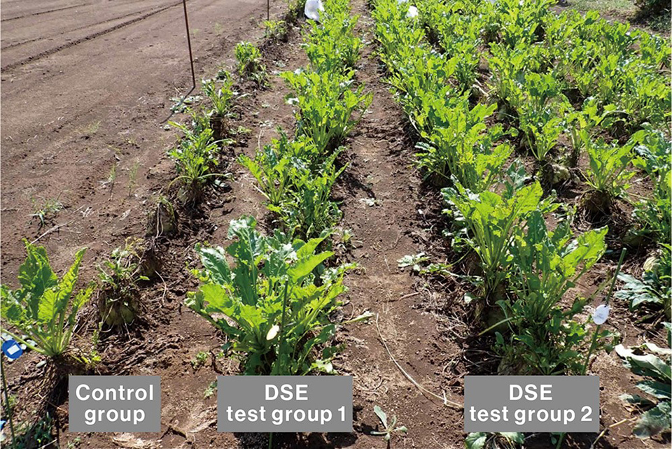 Suger beet plants growing in a field during a control experiment. Plants treated with dark septate endophyte (center and right) are growing well, compared with those untreated (left).