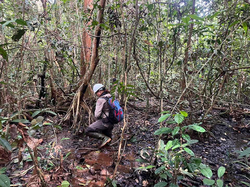 A person engaged in fieldwork in a tropical forest.