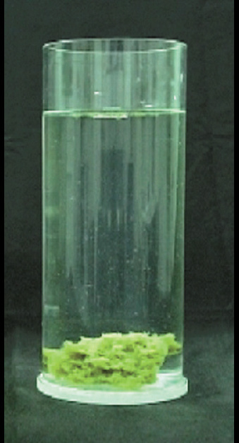 A clear glass holds a small green clump, emphasizing the contrast between the clump and the clean water inside.